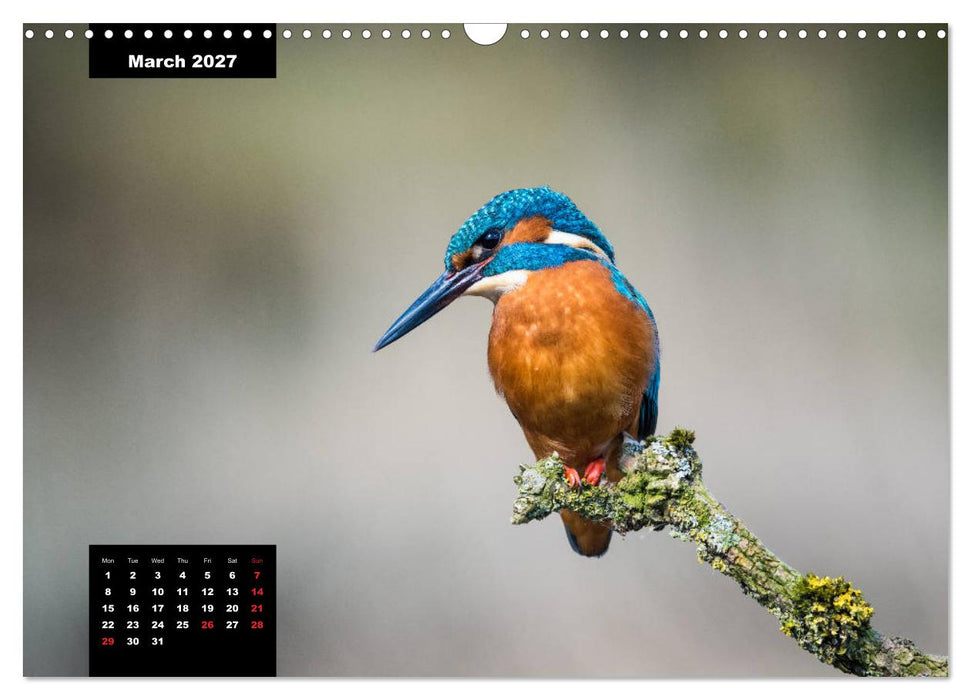 Beautiful birds THE KINGFISHER (CALVENDO Monthly Calendar 2027)