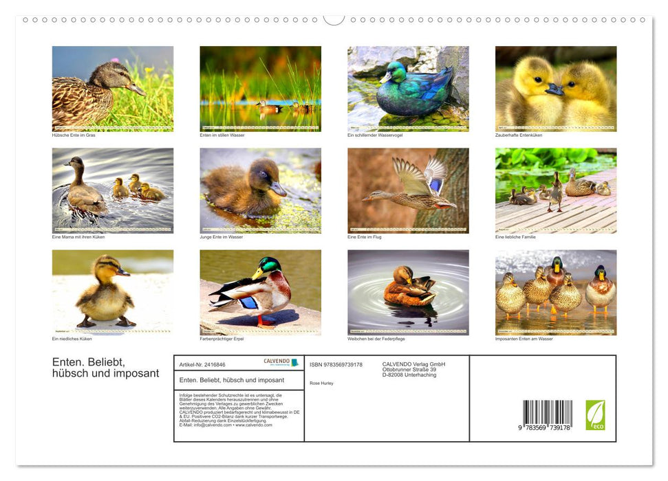 Enten. Beliebt, hübsch und imposant (CALVENDO Premium Wandkalender 2027)