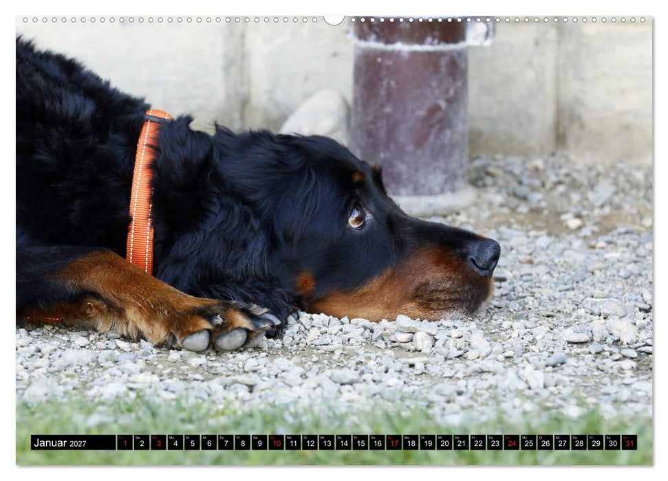 Alles Setter oder was (CALVENDO Premium Wandkalender 2027)