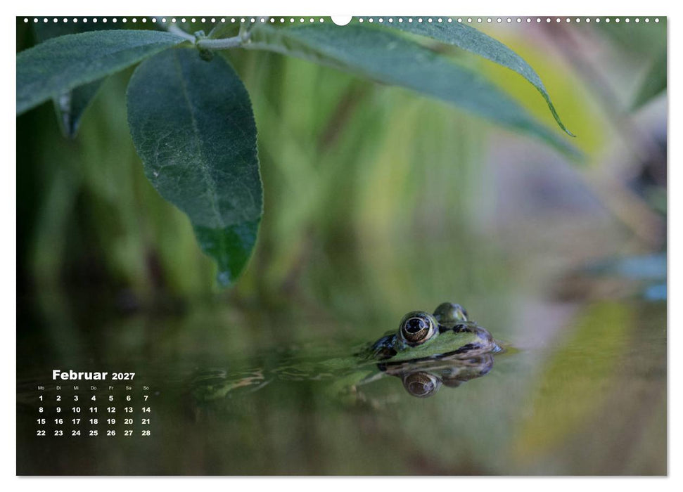 Glückliche Frösche (CALVENDO Premium Wandkalender 2027)
