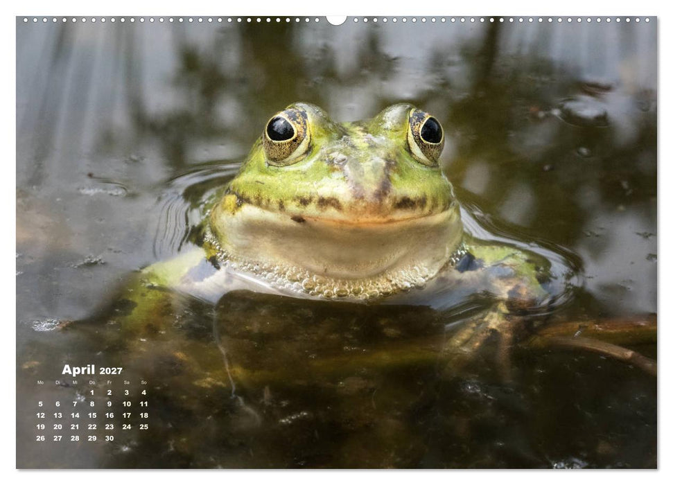 Glückliche Frösche (CALVENDO Premium Wandkalender 2027)