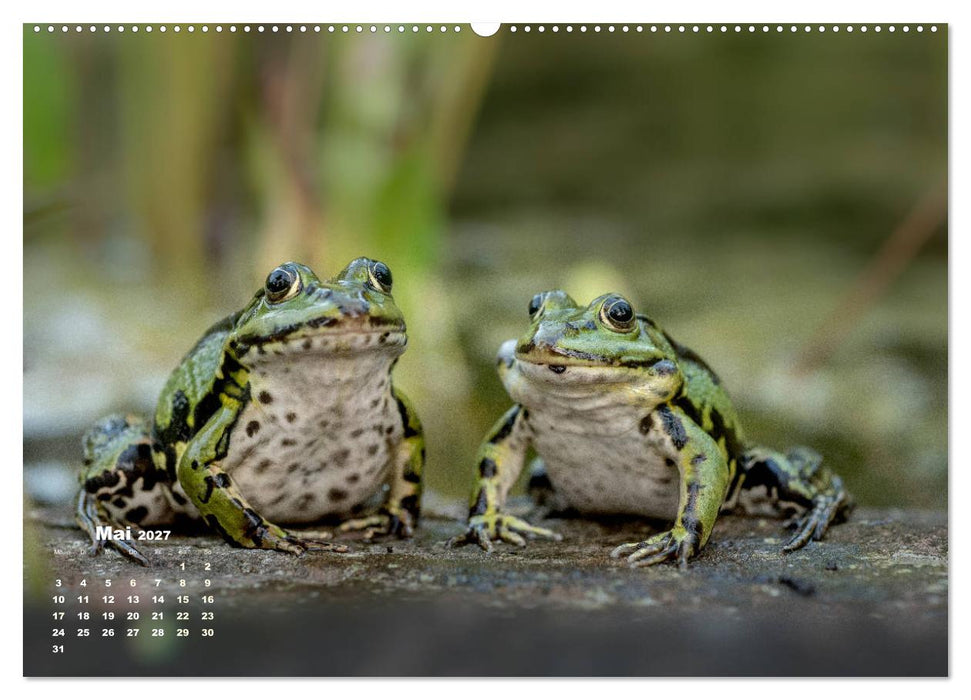 Glückliche Frösche (CALVENDO Premium Wandkalender 2027)