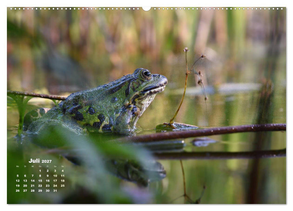 Glückliche Frösche (CALVENDO Premium Wandkalender 2027)