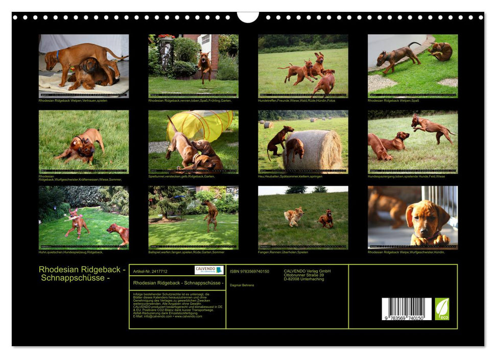 Rhodesian Ridgeback - Schnappschüsse - (CALVENDO Wandkalender 2027)