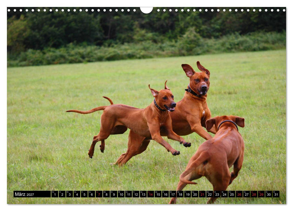 Rhodesian Ridgeback - Schnappschüsse - (CALVENDO Wandkalender 2027)