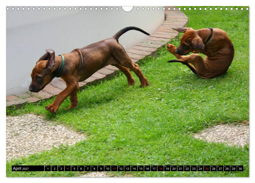 Rhodesian Ridgeback - Schnappschüsse - (CALVENDO Wandkalender 2027)