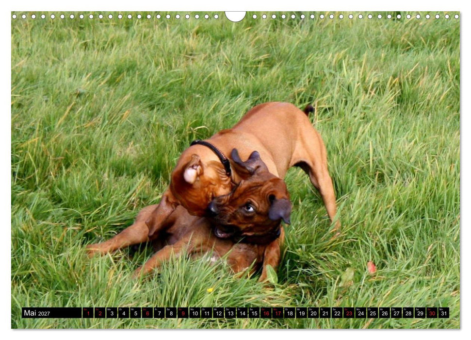 Rhodesian Ridgeback - Schnappschüsse - (CALVENDO Wandkalender 2027)
