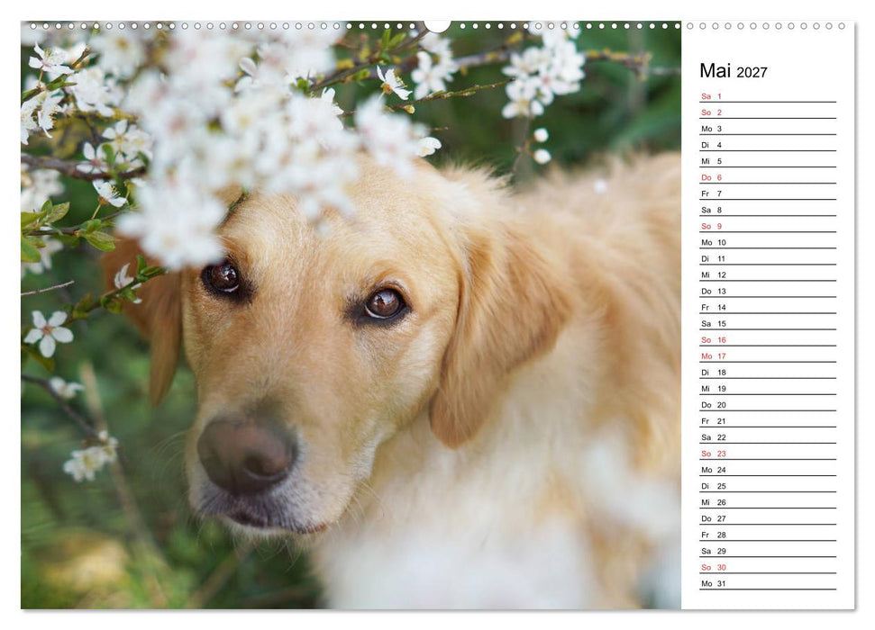Goldig durch das Jahr! (CALVENDO Premium Wandkalender 2027)