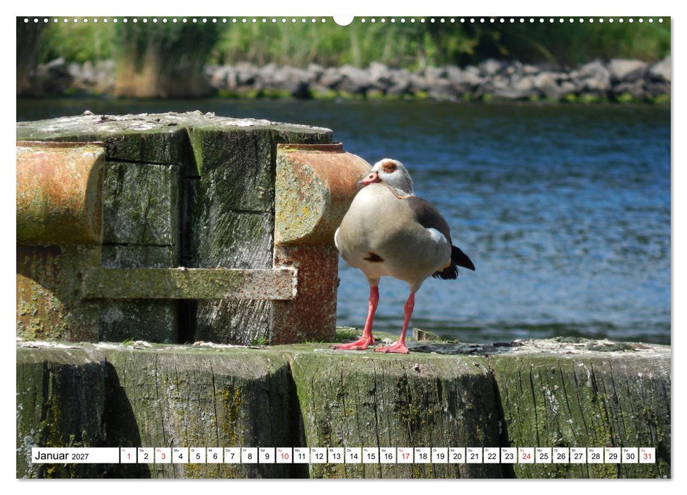 Schleswig-Holstein Moin Moin (CALVENDO Wandkalender 2027)