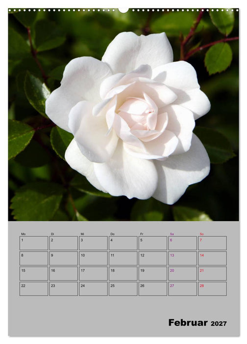 Rosen - Symbol der Liebe und Verehrung (CALVENDO Wandkalender 2027)