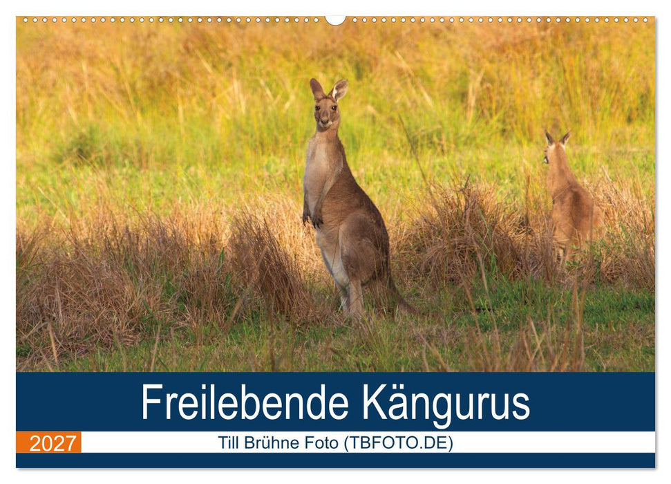 Freilebende Kängurus (CALVENDO Wandkalender 2027)