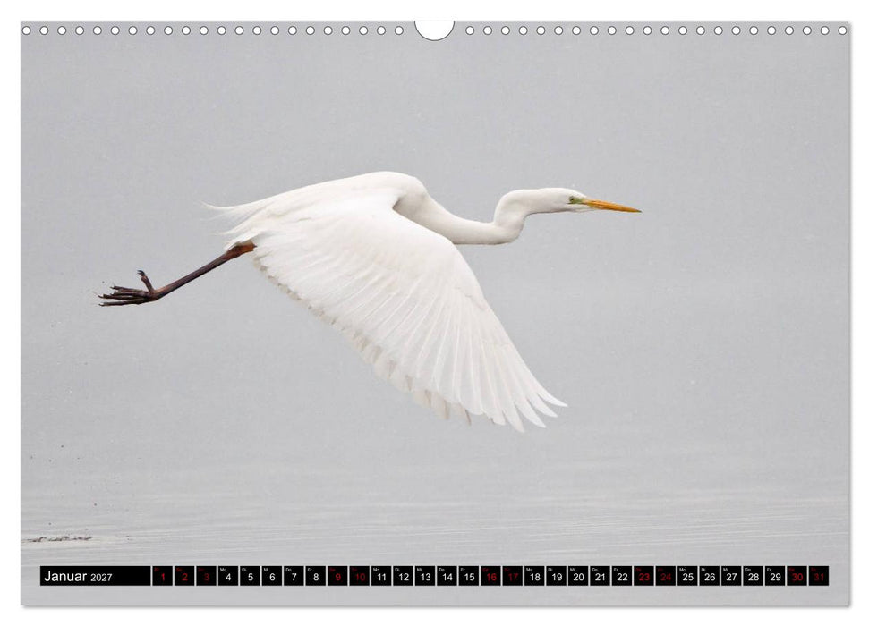 Eleganz in Weiß - Der Silberreiher (CALVENDO Wandkalender 2027)