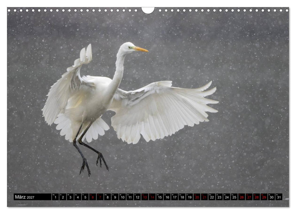 Eleganz in Weiß - Der Silberreiher (CALVENDO Wandkalender 2027)