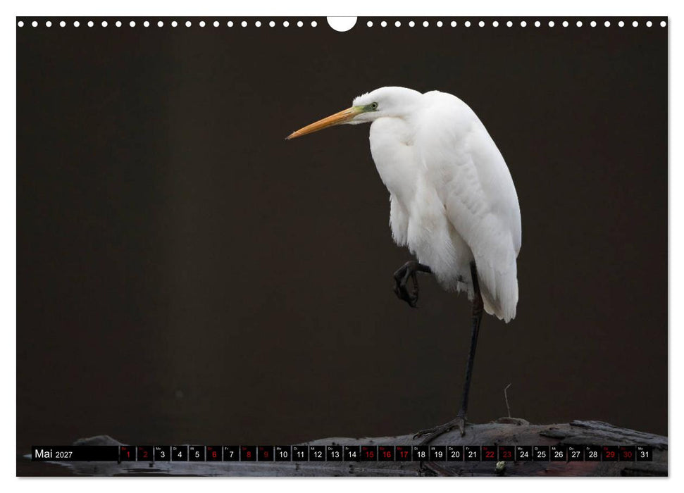 Eleganz in Weiß - Der Silberreiher (CALVENDO Wandkalender 2027)