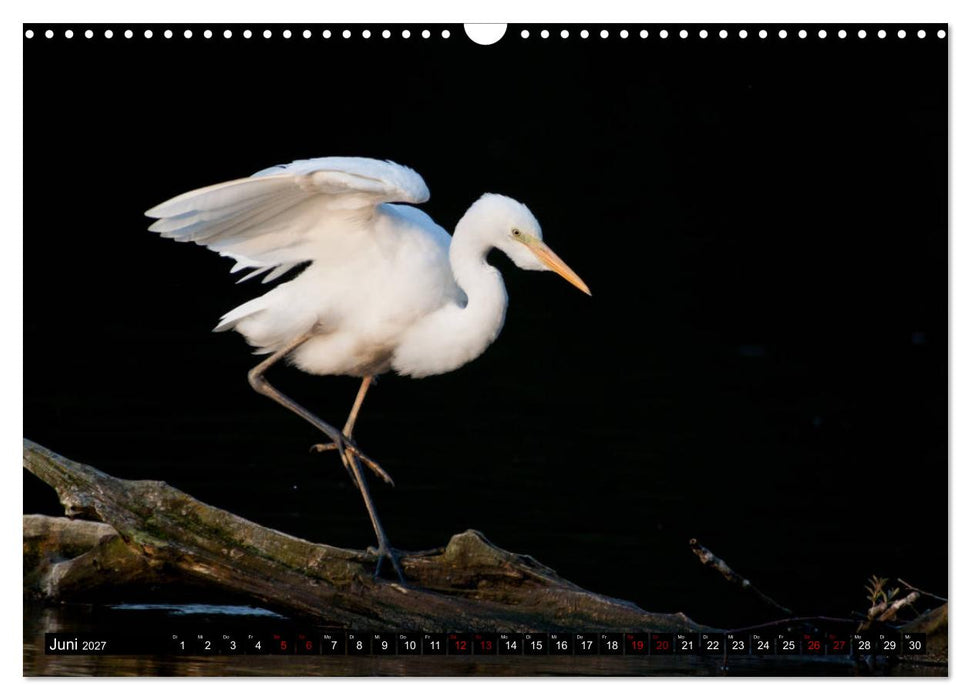 Eleganz in Weiß - Der Silberreiher (CALVENDO Wandkalender 2027)