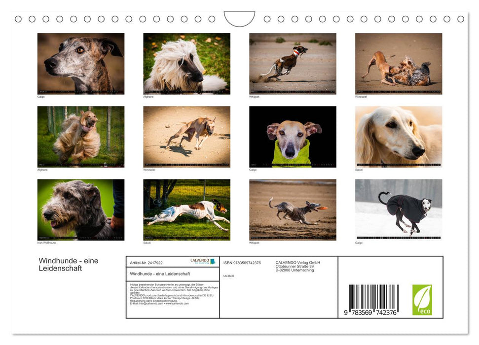Windhunde - eine Leidenschaft (CALVENDO Wandkalender 2027)