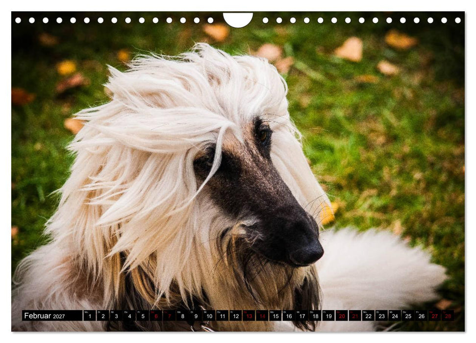 Windhunde - eine Leidenschaft (CALVENDO Wandkalender 2027)