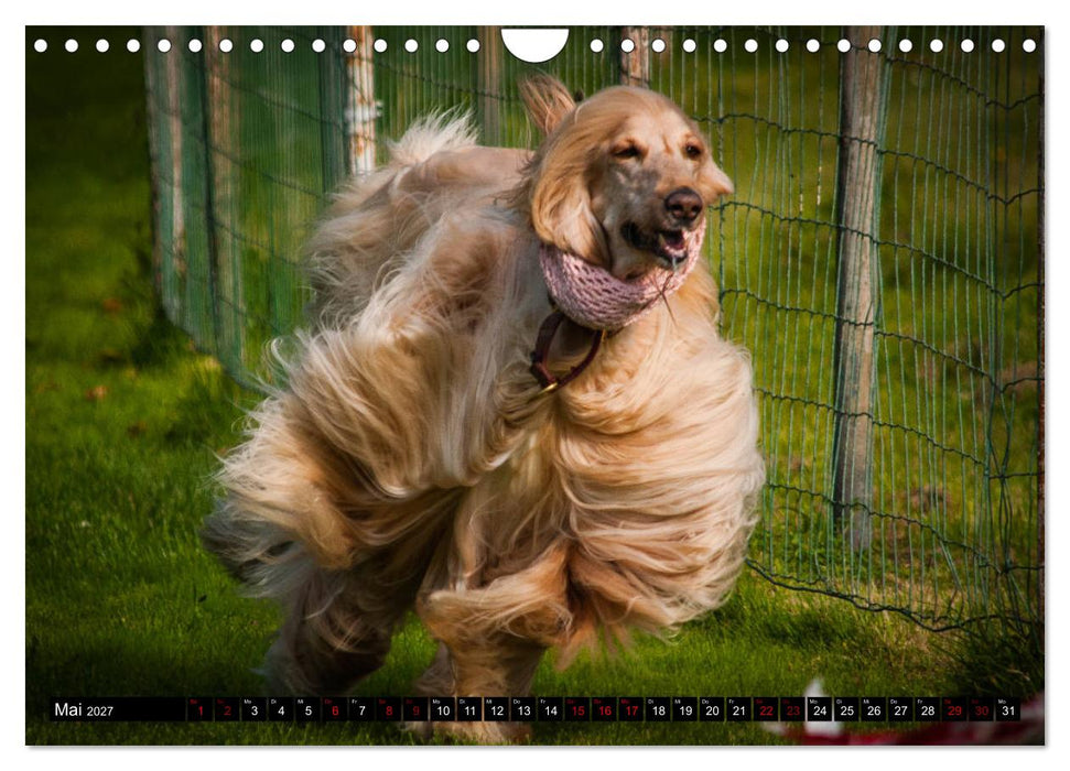 Windhunde - eine Leidenschaft (CALVENDO Wandkalender 2027)