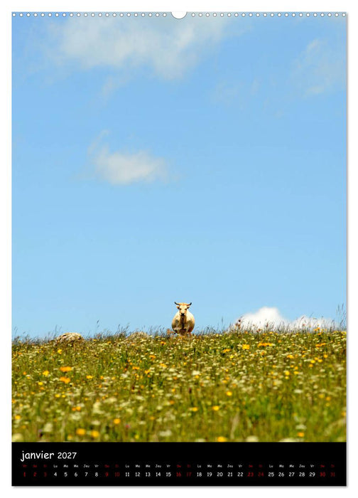 Vaches d'Aubrac (CALVENDO Calendrier supérieur 2027)