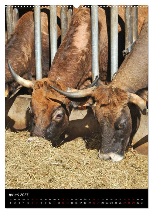 Vaches d'Aubrac (CALVENDO Calendrier supérieur 2027)