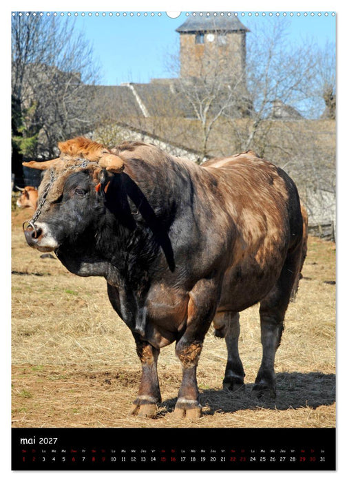 Vaches d'Aubrac (CALVENDO Calendrier supérieur 2027)