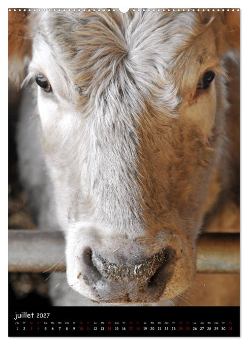 Vaches d'Aubrac (CALVENDO Calendrier supérieur 2027)