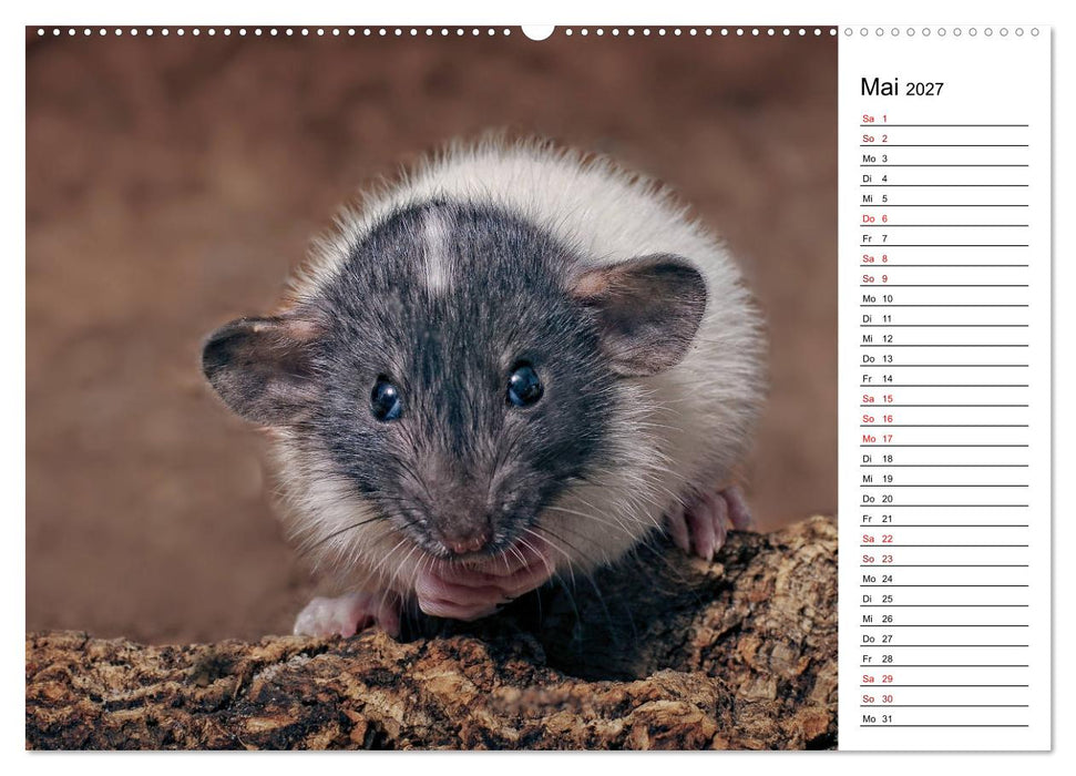 Ratten. Kleine Nager, großes Herz. (CALVENDO Wandkalender 2027)