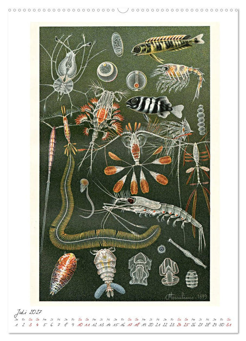 Formenspiele der Evolution. Chromolithographien des 19. Jahrhunderts (CALVENDO Premium Wandkalender 2027)
