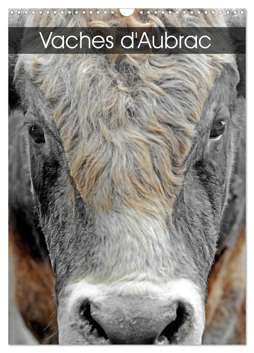 Vaches d'Aubrac (CALVENDO Calendrier mensuel 2027)
