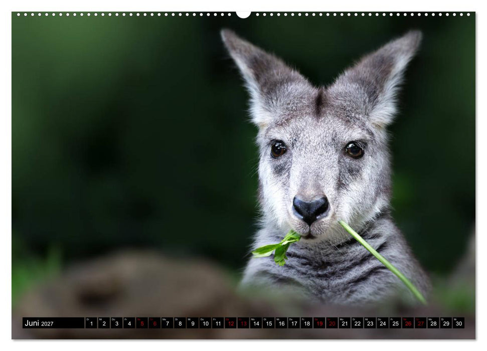 Wild Animals - Wilde Tiere (CALVENDO Premium Wandkalender 2027)
