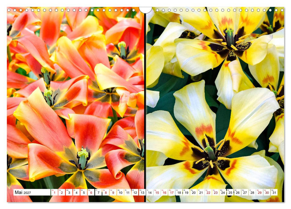 Tulpen - kunterbunte Collagen (CALVENDO Wandkalender 2027)