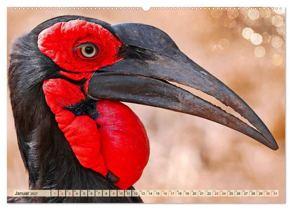 Afrikas Vogelwelt 2027 (CALVENDO Wandkalender 2027)