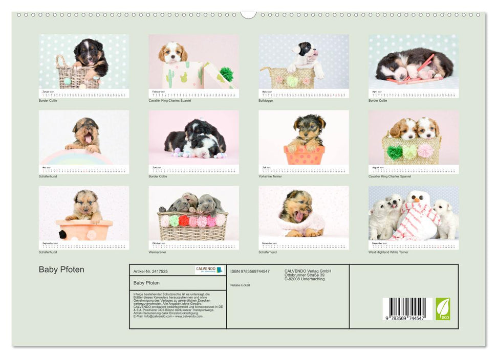 Baby Pfoten (CALVENDO Premium Wandkalender 2027)