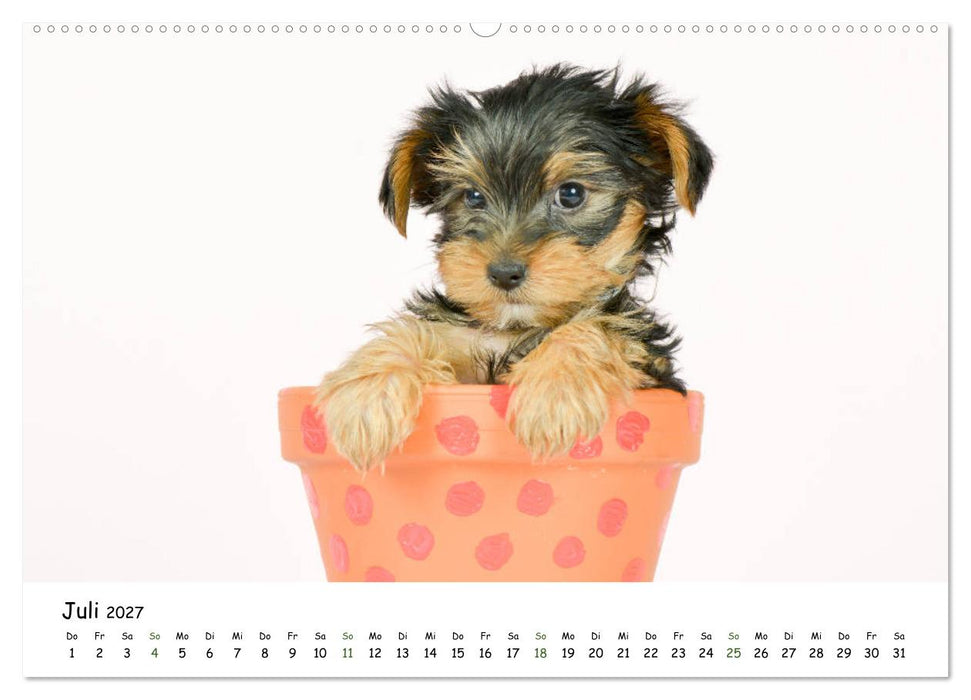 Baby Pfoten (CALVENDO Premium Wandkalender 2027)