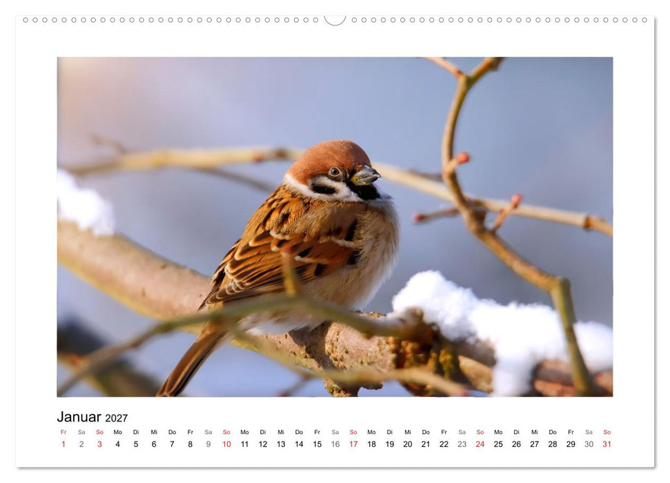 Gefiederte Gartengäste, Spatzenleben (CALVENDO Premium Wandkalender 2027)
