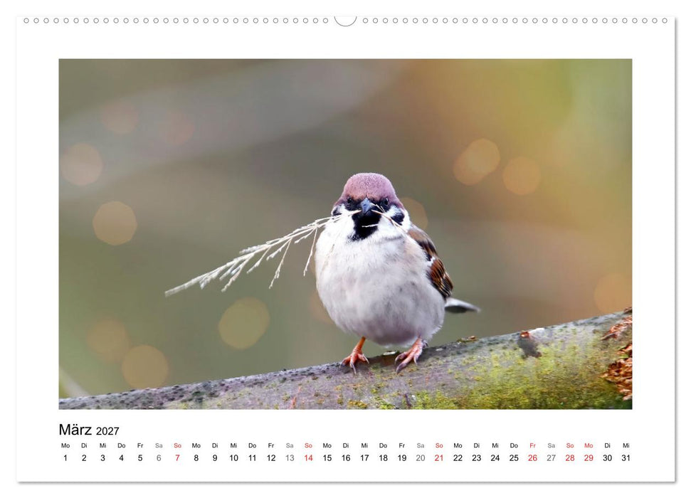 Gefiederte Gartengäste, Spatzenleben (CALVENDO Premium Wandkalender 2027)