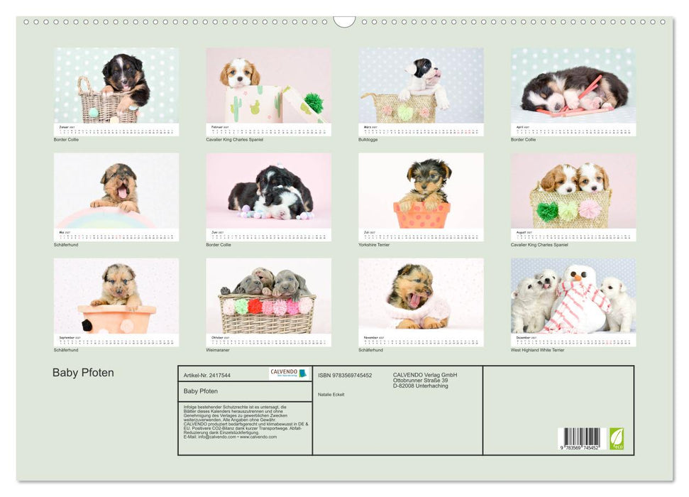 Baby Pfoten (CALVENDO Wandkalender 2027)