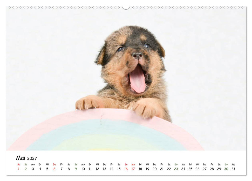 Baby Pfoten (CALVENDO Wandkalender 2027)