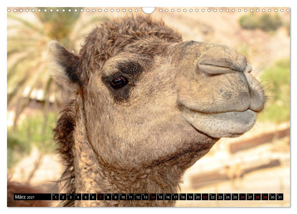 Fuerteventura - Hart am Wind (CALVENDO Wandkalender 2027)