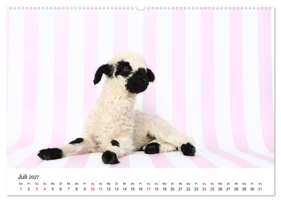 Walliser Schwarznasenschaf Valais Blacknose Sheep (CALVENDO Premium Wandkalender 2027)