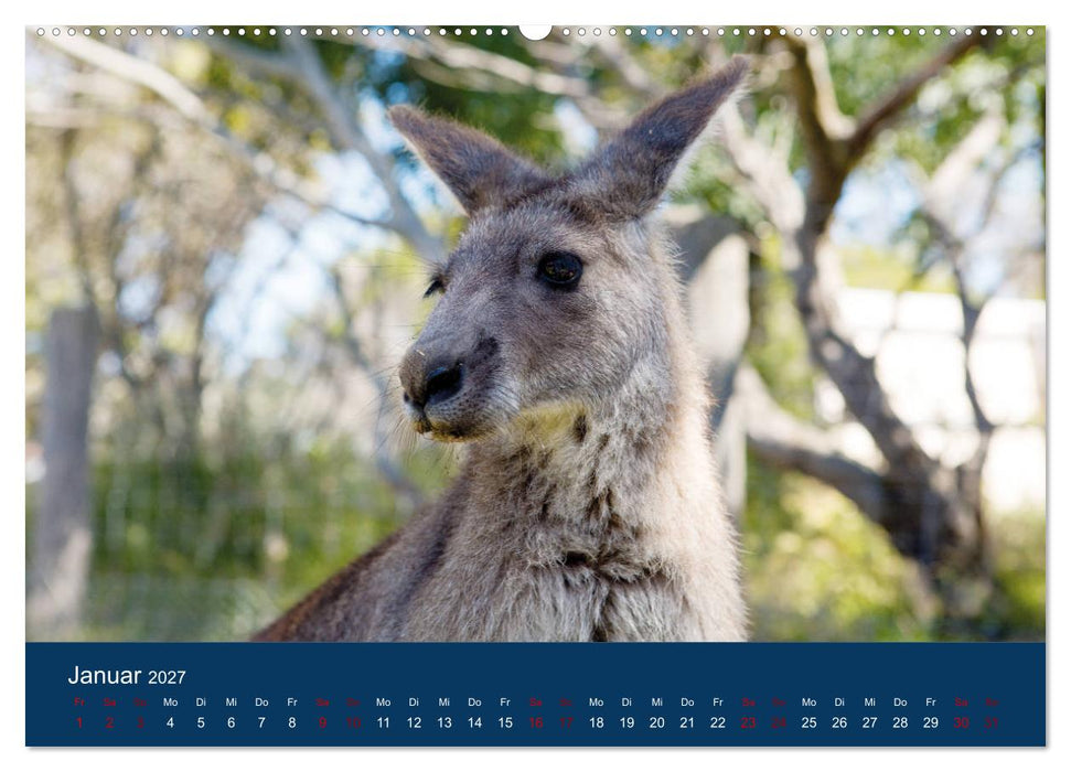 Freilebende Kängurus (CALVENDO Premium Wandkalender 2027)