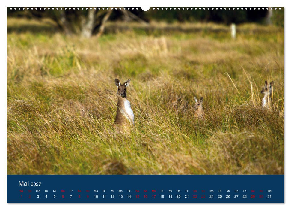 Freilebende Kängurus (CALVENDO Premium Wandkalender 2027)