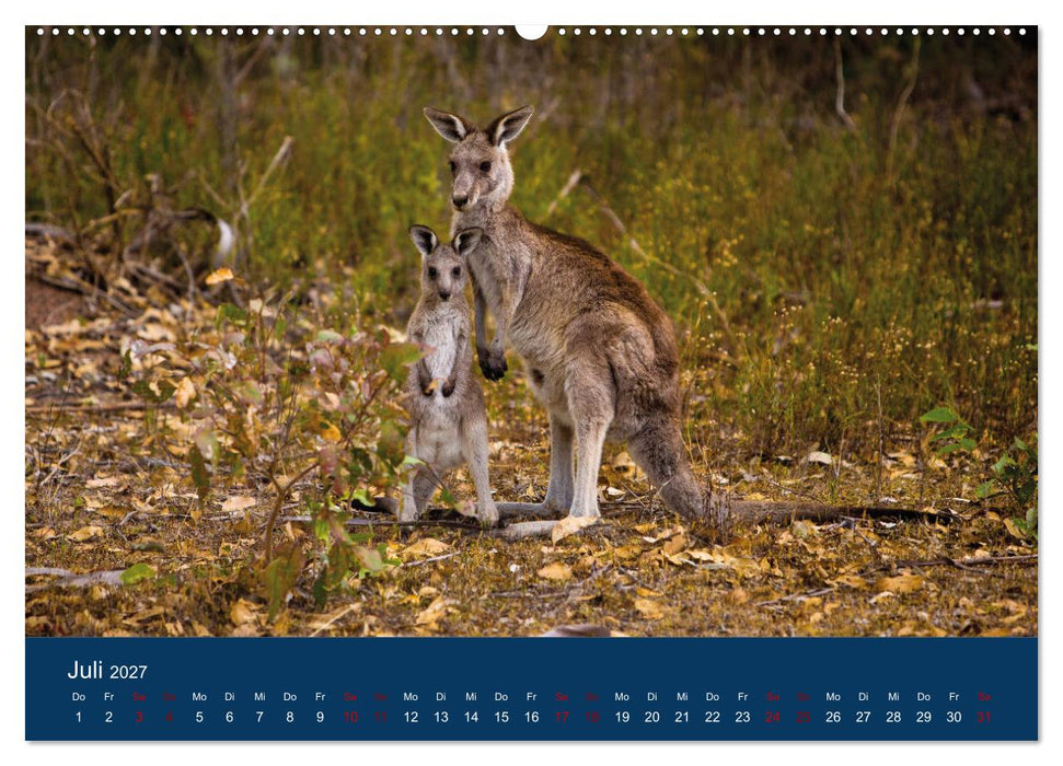 Freilebende Kängurus (CALVENDO Premium Wandkalender 2027)