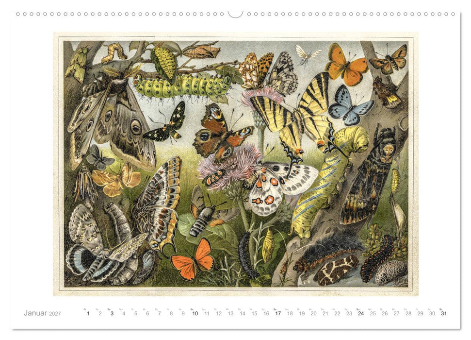 Farbenprächtige Fauna. Fische, Vögel, Schmetterlinge in Grafiken des 19 Jahrhunderts (CALVENDO Premium Wandkalender 2027)