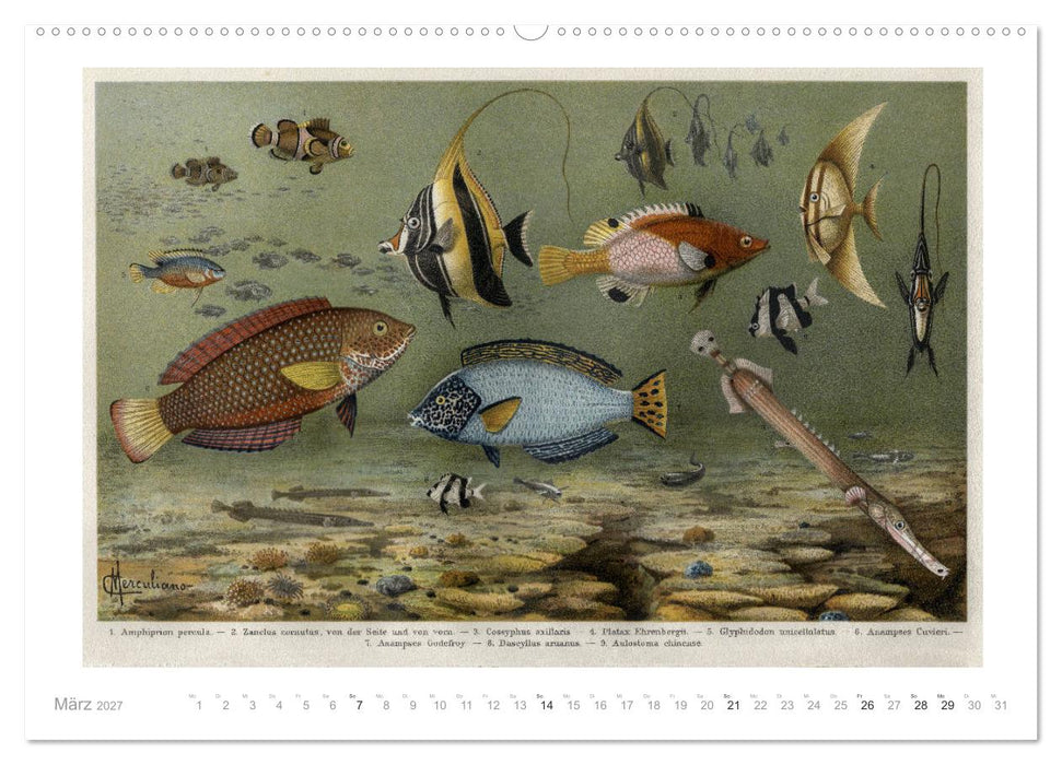 Farbenprächtige Fauna. Fische, Vögel, Schmetterlinge in Grafiken des 19 Jahrhunderts (CALVENDO Premium Wandkalender 2027)