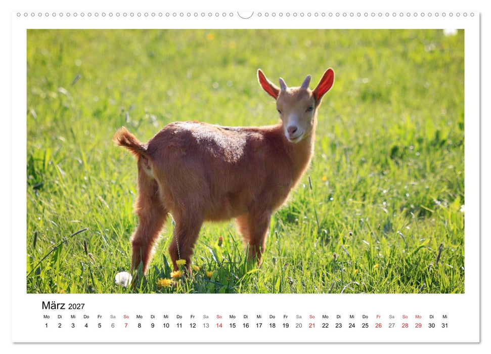 Wer zickt denn da? - Zicklein-Edition (CALVENDO Premium Wandkalender 2027)