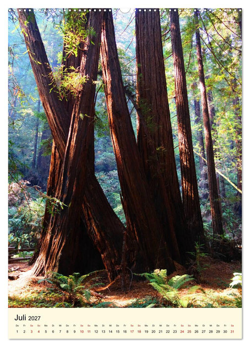 Redwoods - Faszination Mammutbäume (CALVENDO Premium Wandkalender 2027)