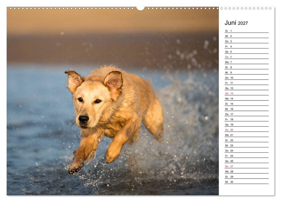 Goldig durch das Jahr! (CALVENDO Wandkalender 2027)