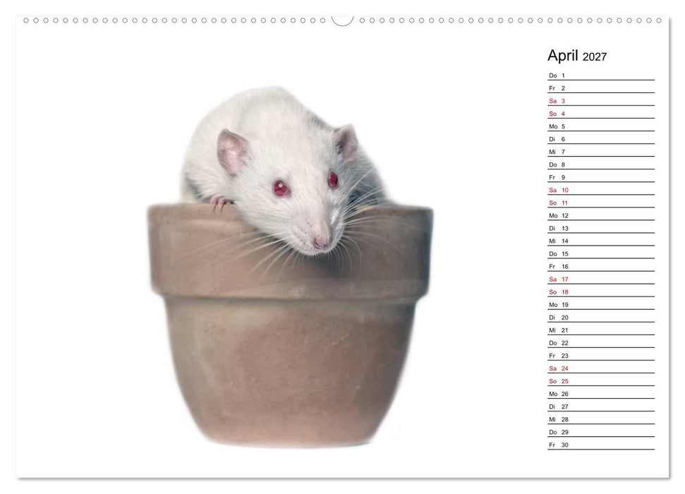 Ratten. Kleine Nager, großes Herz. (CALVENDO Premium Wandkalender 2027)