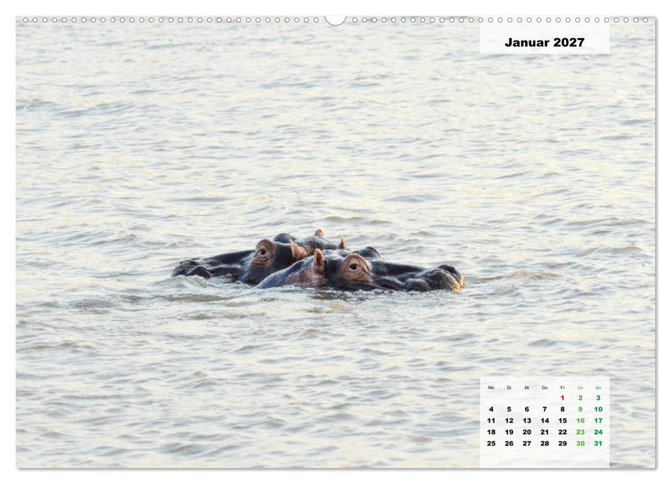 Nilpferde, Kolosse im Wasser (CALVENDO Wandkalender 2027)